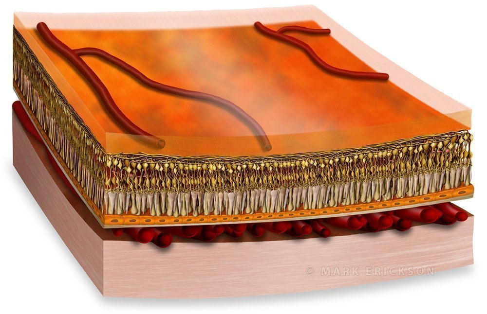 Retina layers cross-section an0048