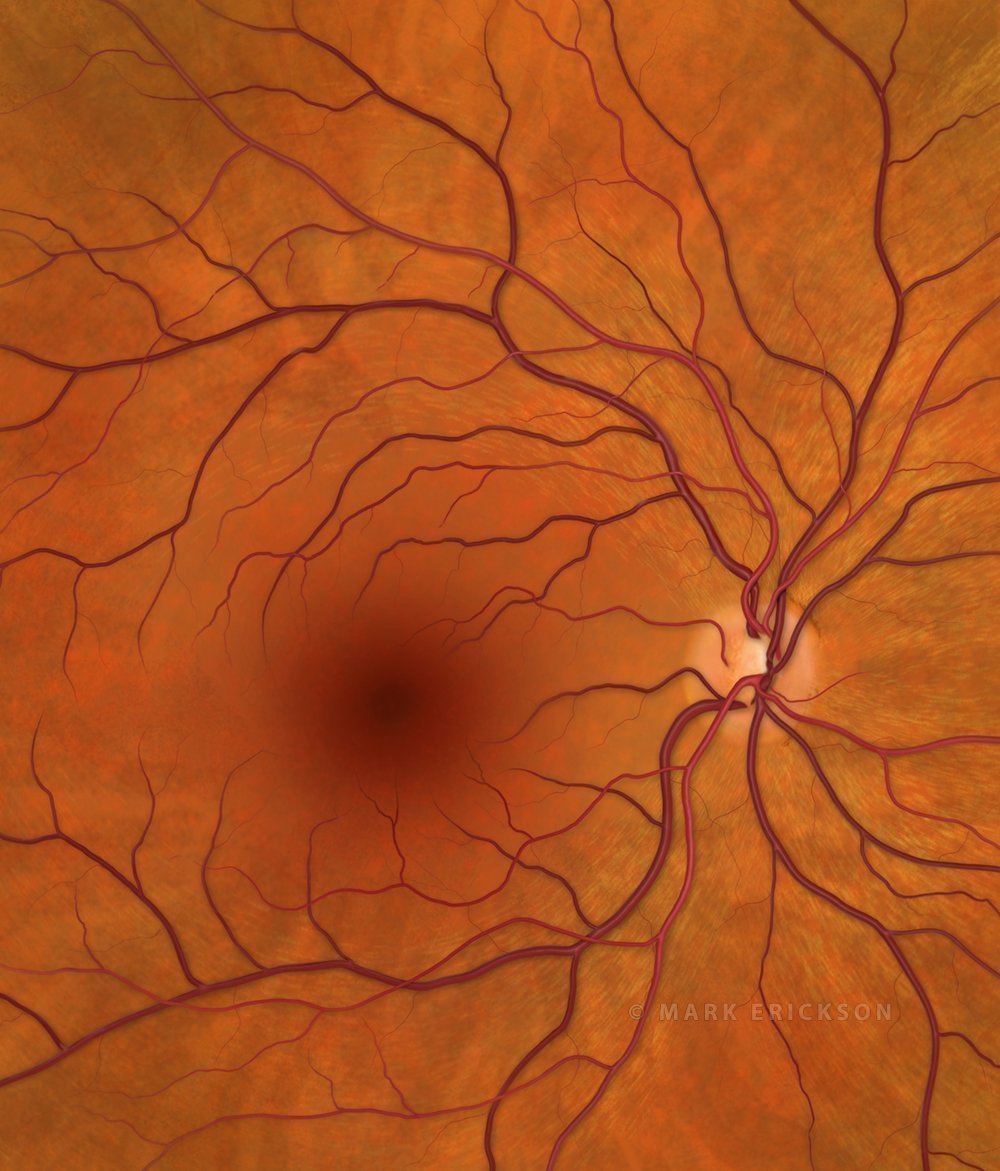 Retina posterior pole