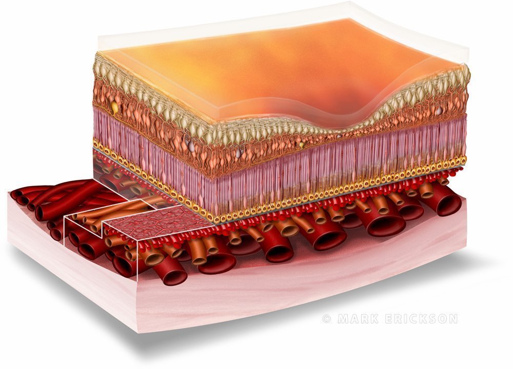 Macula anatomy cross section illustration
