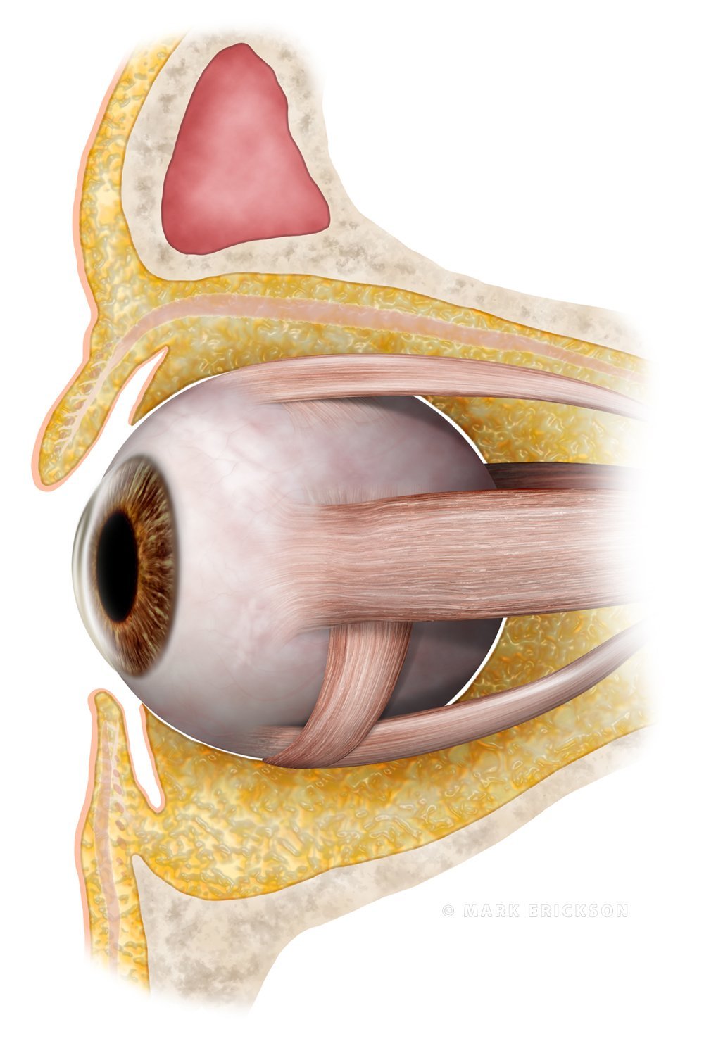 Orbit and eye cross-section