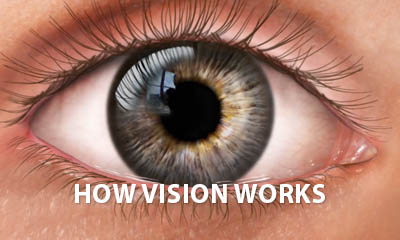How Vision Works - eye anatomy explainer video eye videos How vision really works. An animated video about the human eye and vision
