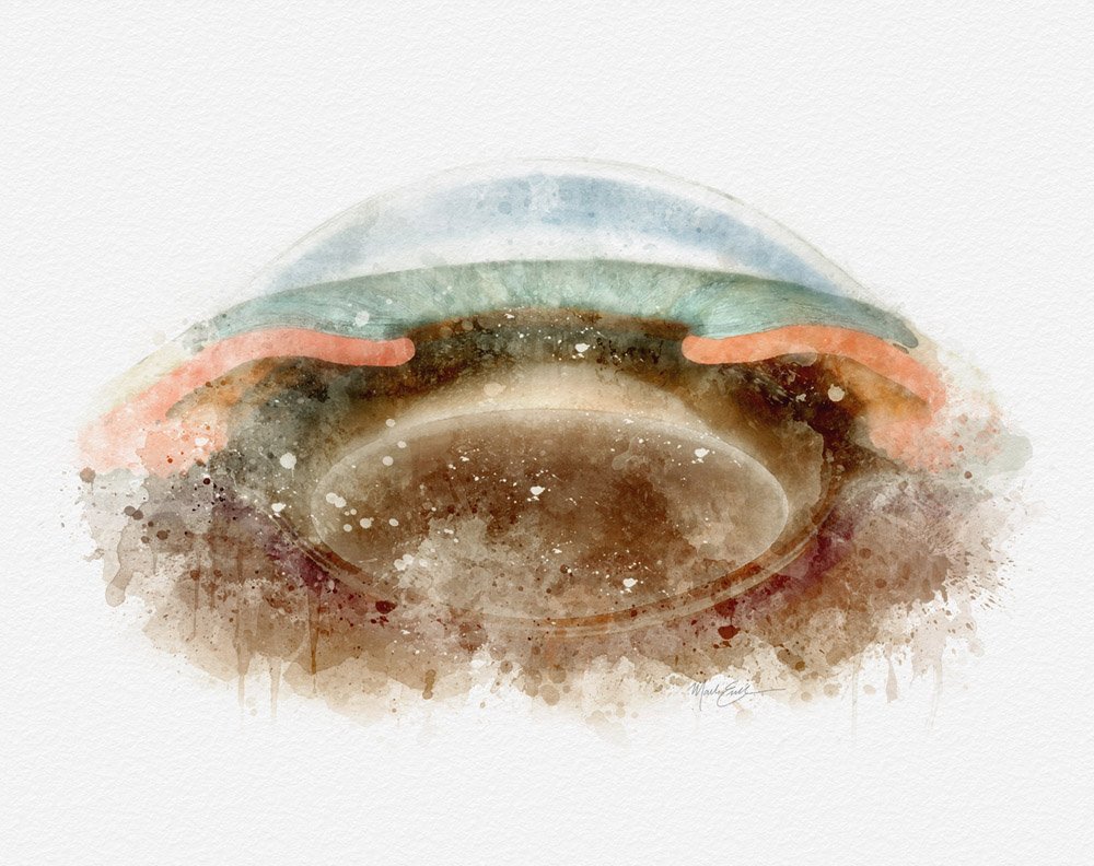Anterior segment cross section art print for eye-care clinics anterior segment anatomy Anterior chamber anatomy wall art