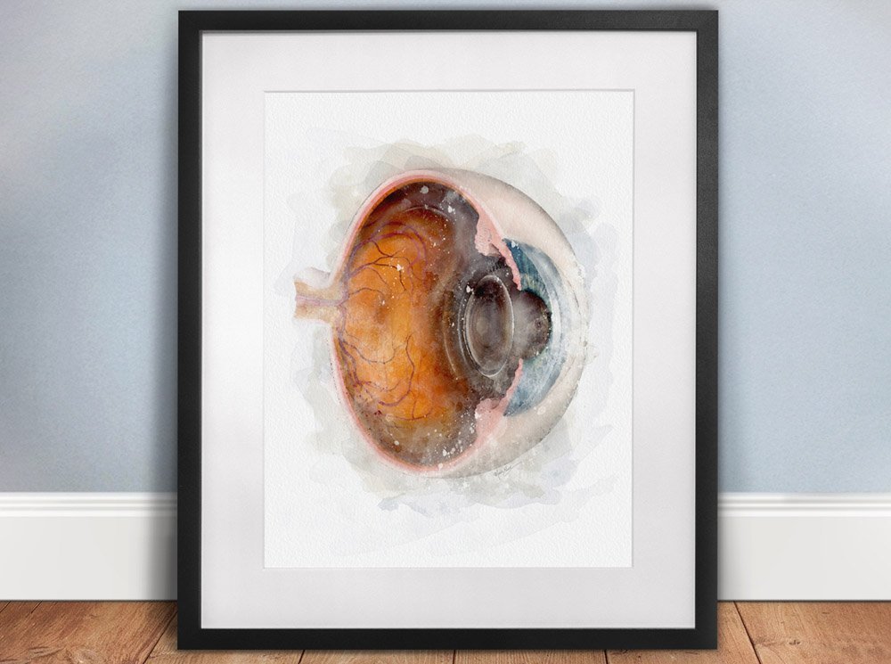 Eyeball anatomy cross-section art print