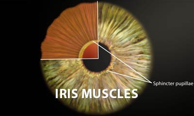 Pupil reactions explainer video
